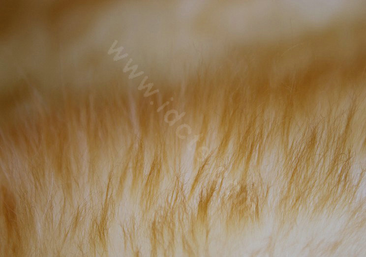 Universal Australia Real Sheepskin Car Seat Cover Sheep Wool Auto Cushion 4pcs Sets - Golden