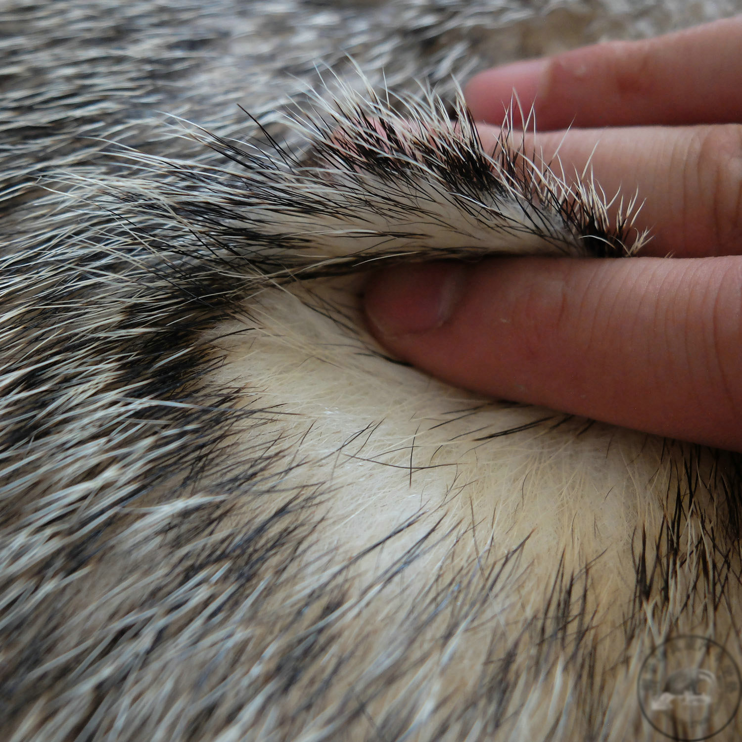 Luxury Badgers leather Car Seat Cushion Universal Auto Whole Fur Pads 1pcs - Nature Brown