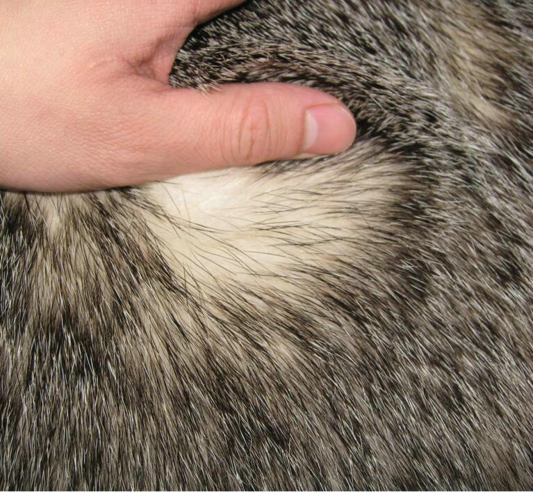 Tassels Badgers leather Car Front Seat Cushion Universal Auto Whole Fur Pads 1pcs - Black Brown