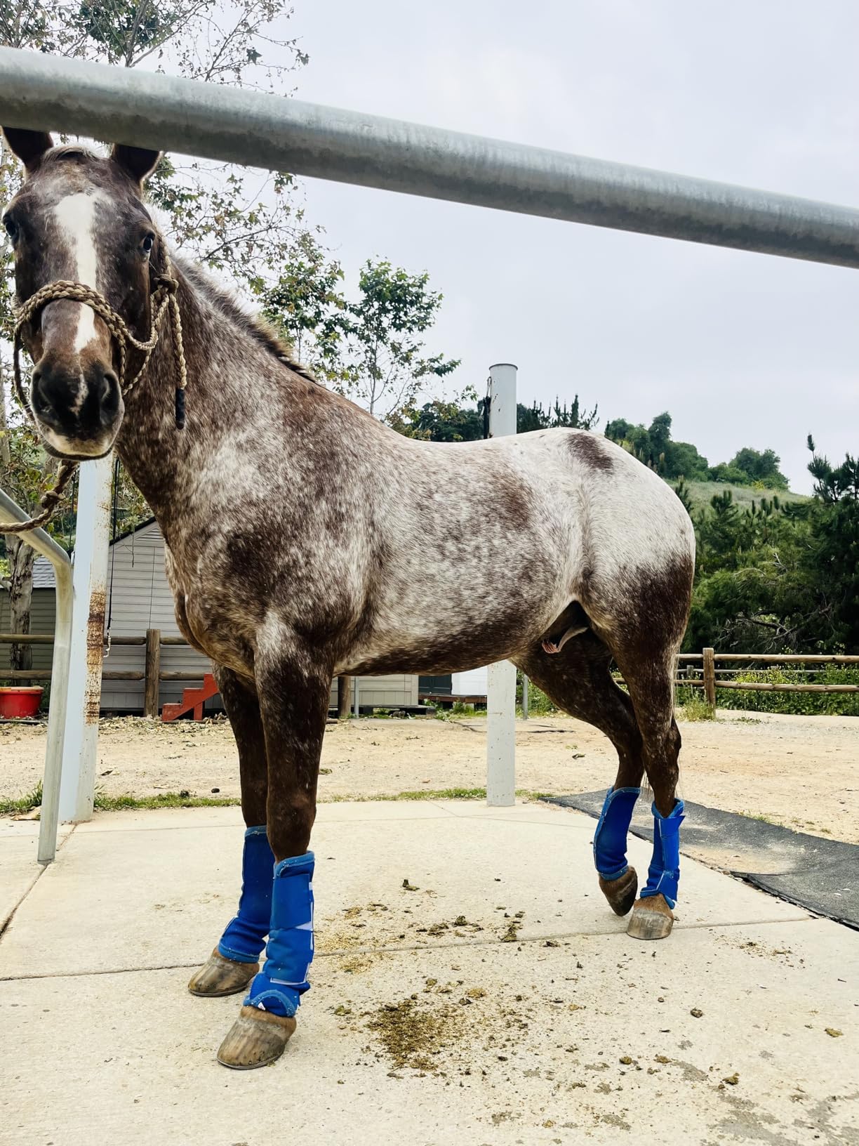 Adjustable Horse Leg Boots Breathable Neoprene Equine Guards Insect-Repellent Wraps Reduced Fatigue Equestrian Gear - Bule