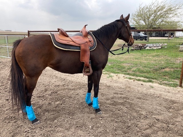 Adjustable Horse Leg Boots Breathable Sports Equine Guards Insect-Repellent Wraps Reduced Fatigue Equestrian Gear - Bule