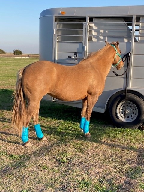 Adjustable Horse Leg Boots Breathable Sports Equine Guards Insect-Repellent Wraps Reduced Fatigue Equestrian Gear - Bule