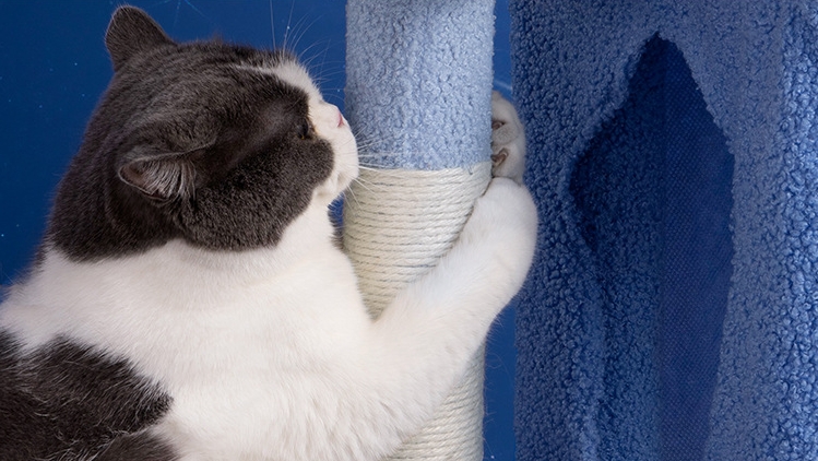 Dreamy Starry Sky Fun Towers Cat Post Climber Tree Cat Condo Scratching Post Climbing Frame Cat Post Climbing Shelf - Blue