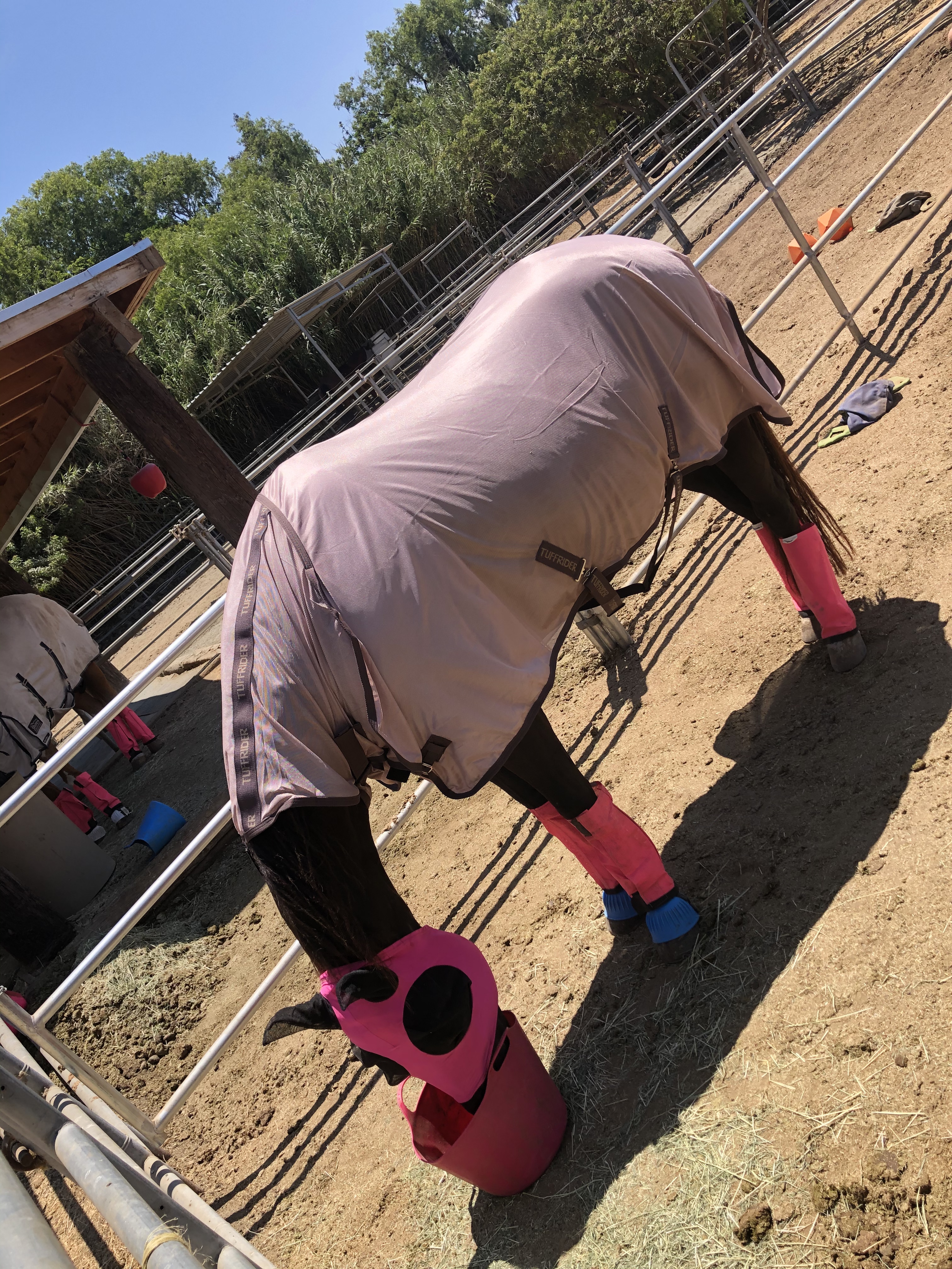 Factory Direct Polyester Horse Care Large Breed Summer Comfort Equestrian Gear with Breathable Waterproof - Rose