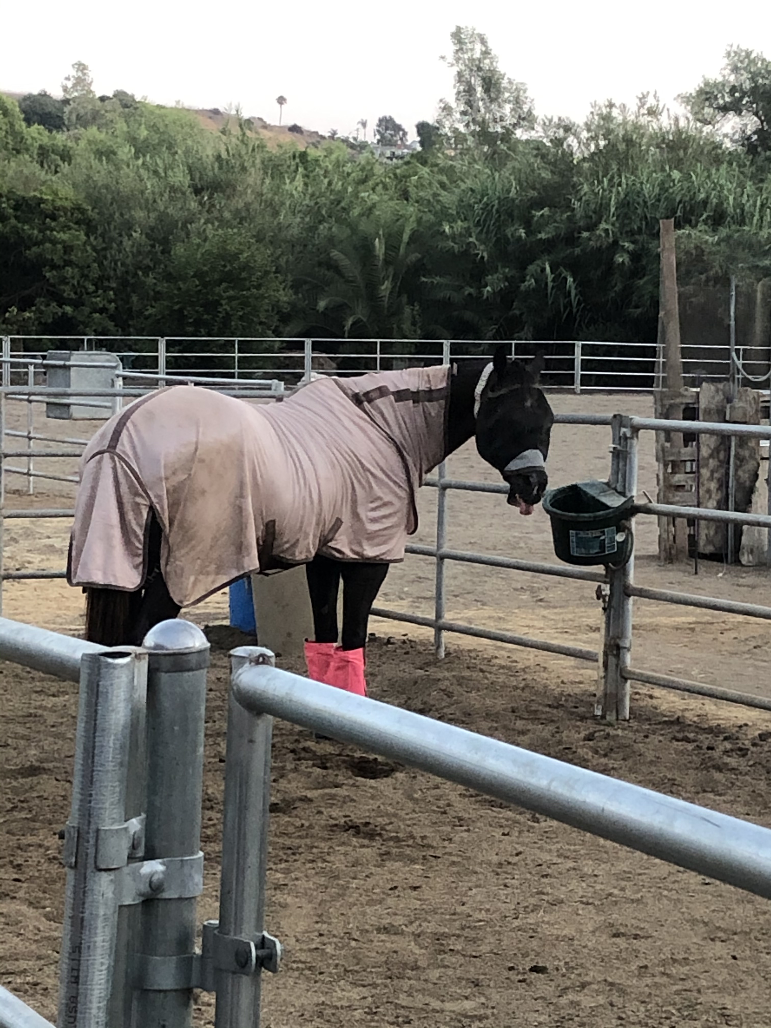 Factory Direct Polyester Horse Care Large Breed Summer Comfort Equestrian Gear with Breathable Waterproof - Rose