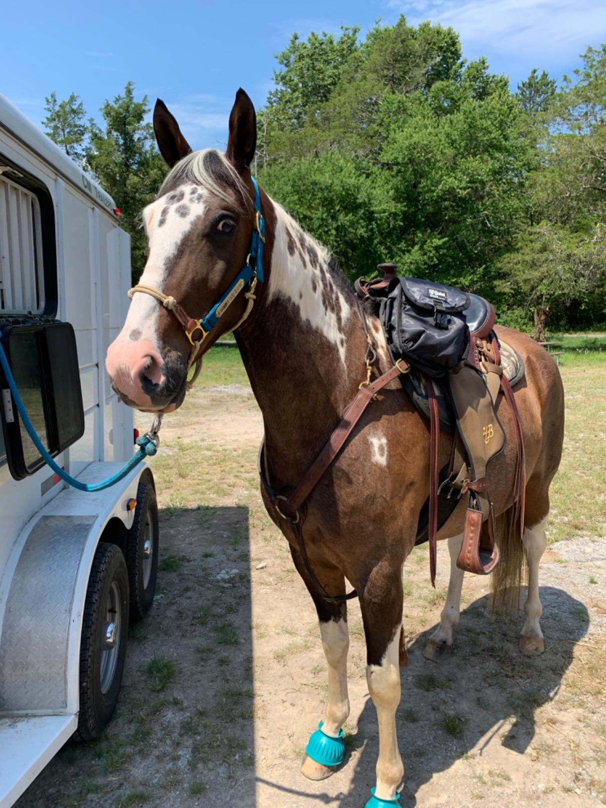 Multi-Purpose Horse Supplies Equestrian Saddle Bag With Heat Pad Holder Durable Polyester Fabric Fit For Riders - Black