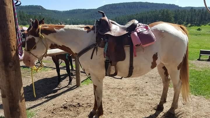 Multi-Purpose Horse Supplies Equestrian Saddle Bag With Water Bottle Holder Durable Nylon Fabric Fit For Riders - Brownness