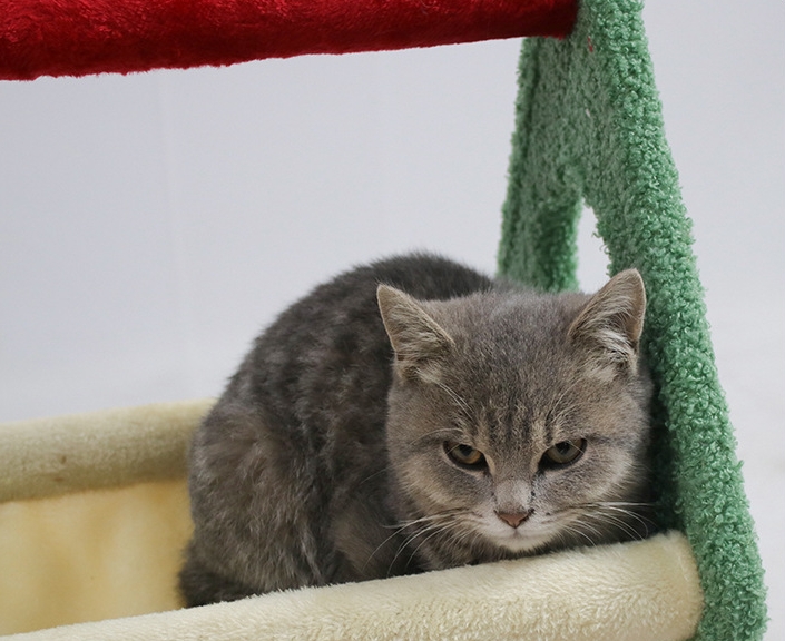 Small Cat Tree For Indoor Cats Climbing Tree Cat Condo Scratching Post Cat Toy Cat Climbing Shelf Cat Climber - Grey