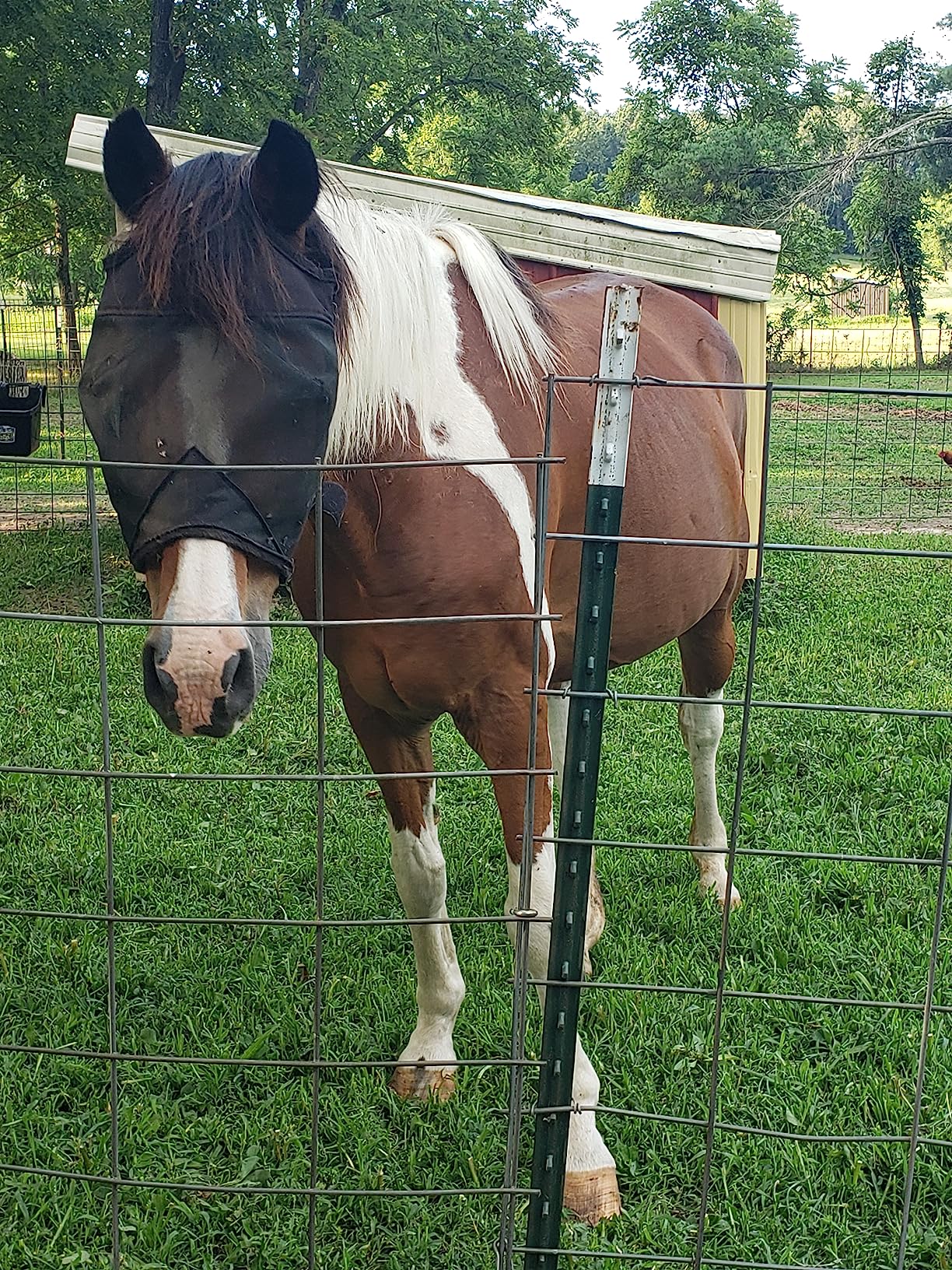 UV Protection Nylon Mosquito Repellent Summer Breathable Horse Fly Mask Mesh Rugged Ride Horse Supplies - Black