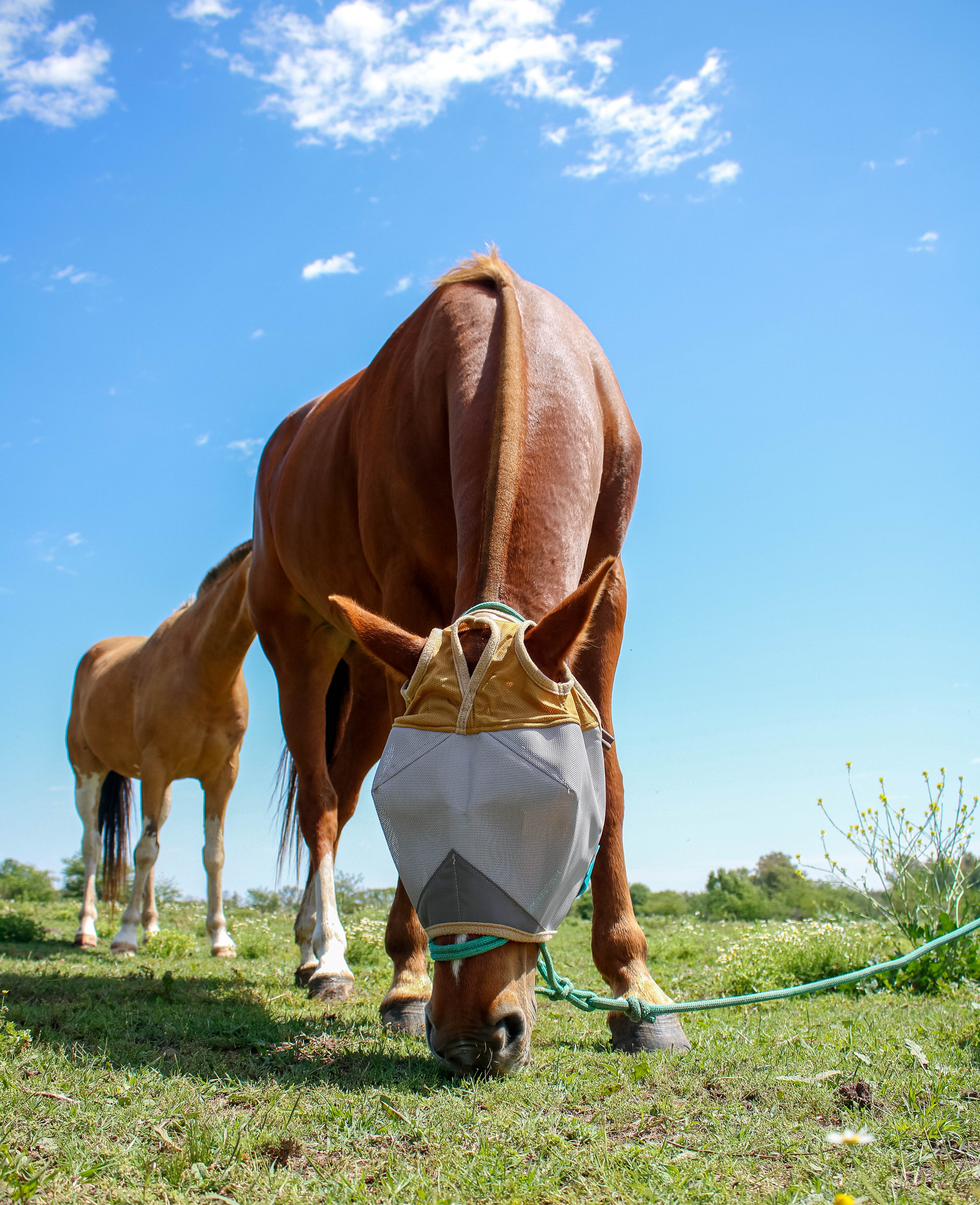 UV Protection Nylon Mosquito Repellent Summer Breathable Horse Fly Mask Mesh Rugged Ride Horse Supplies - Brown