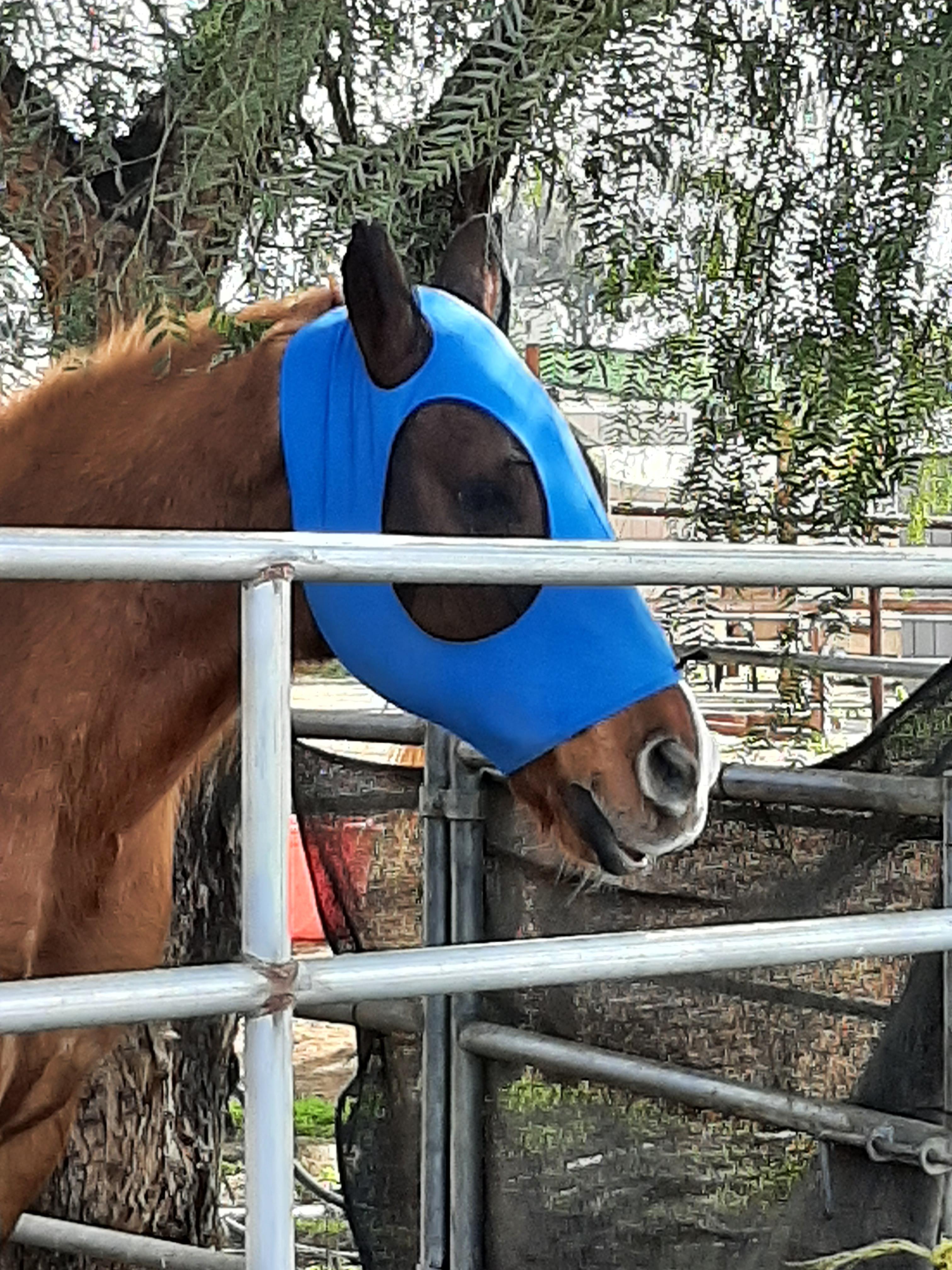 UV Protection Polyester Mosquito Repellent Summer Breathable Horse Fly Mask With Ears Rugged Ride Horse Supplies - Cool Mint